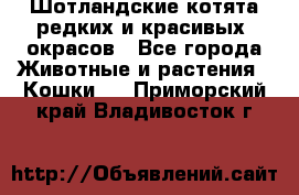 Шотландские котята редких и красивых  окрасов - Все города Животные и растения » Кошки   . Приморский край,Владивосток г.